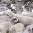flock-sheep-on-farm-789848 - Администрация Малгобекского района