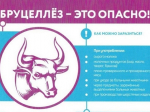 Профилактика бруцеллёза.