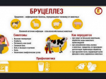 Профилактика бруцеллёза.